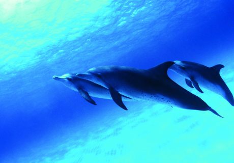Dauphins sous l'eau