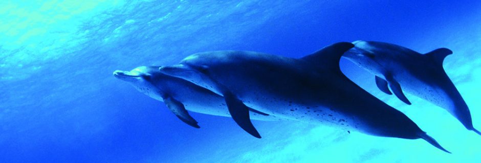 dauphins-sous-l-eau